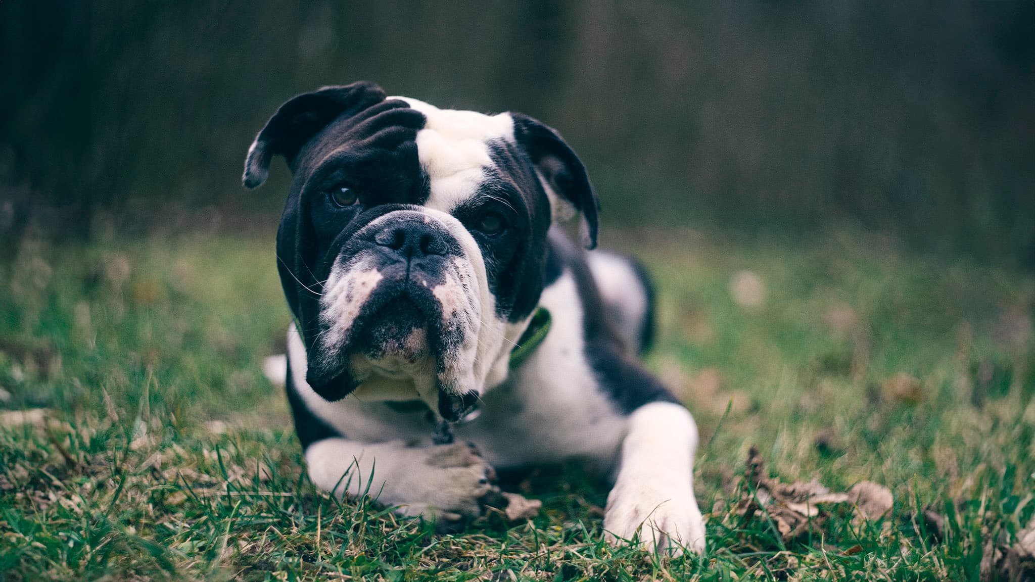 Continental Bulldoggen - Austria: Da ich selber der stolze Besitzer eines wunderbaren Burschen